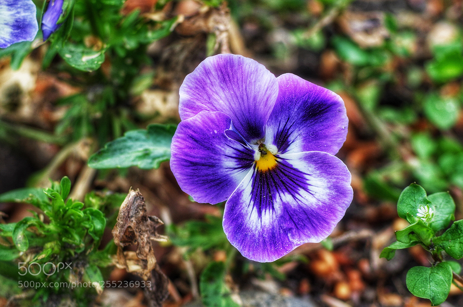 Pentax K-50 sample photo. Wimbledon mood photography