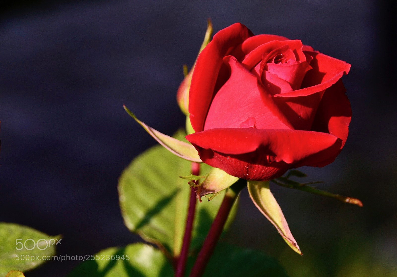 Nikon D7000 sample photo. Insist on red rose photography
