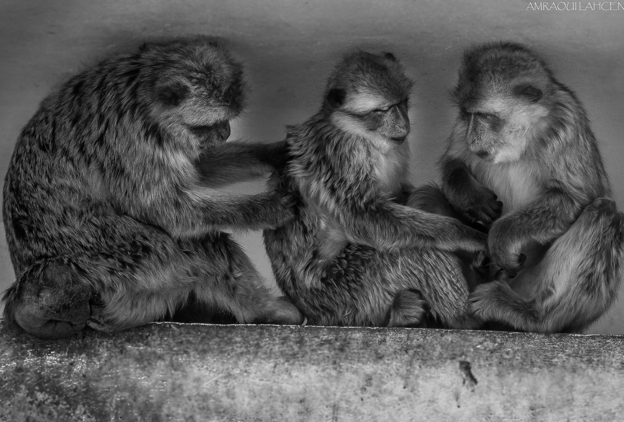 Canon PowerShot G10 sample photo. Monkey family photography