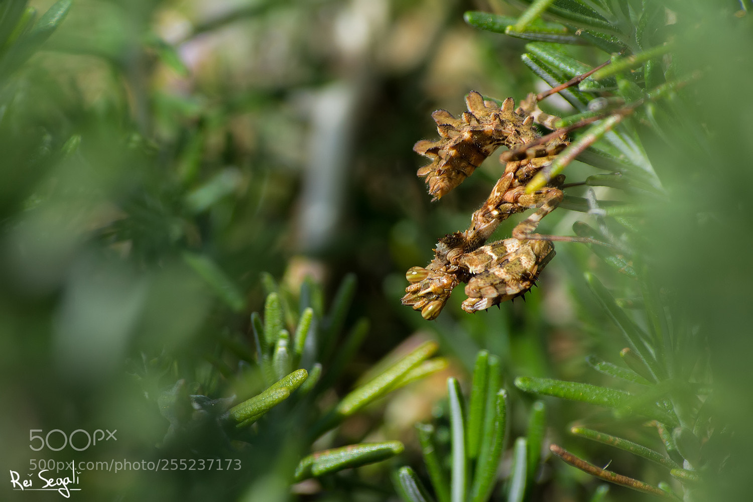 Canon EOS 7D sample photo. Devil's flower mantis photography