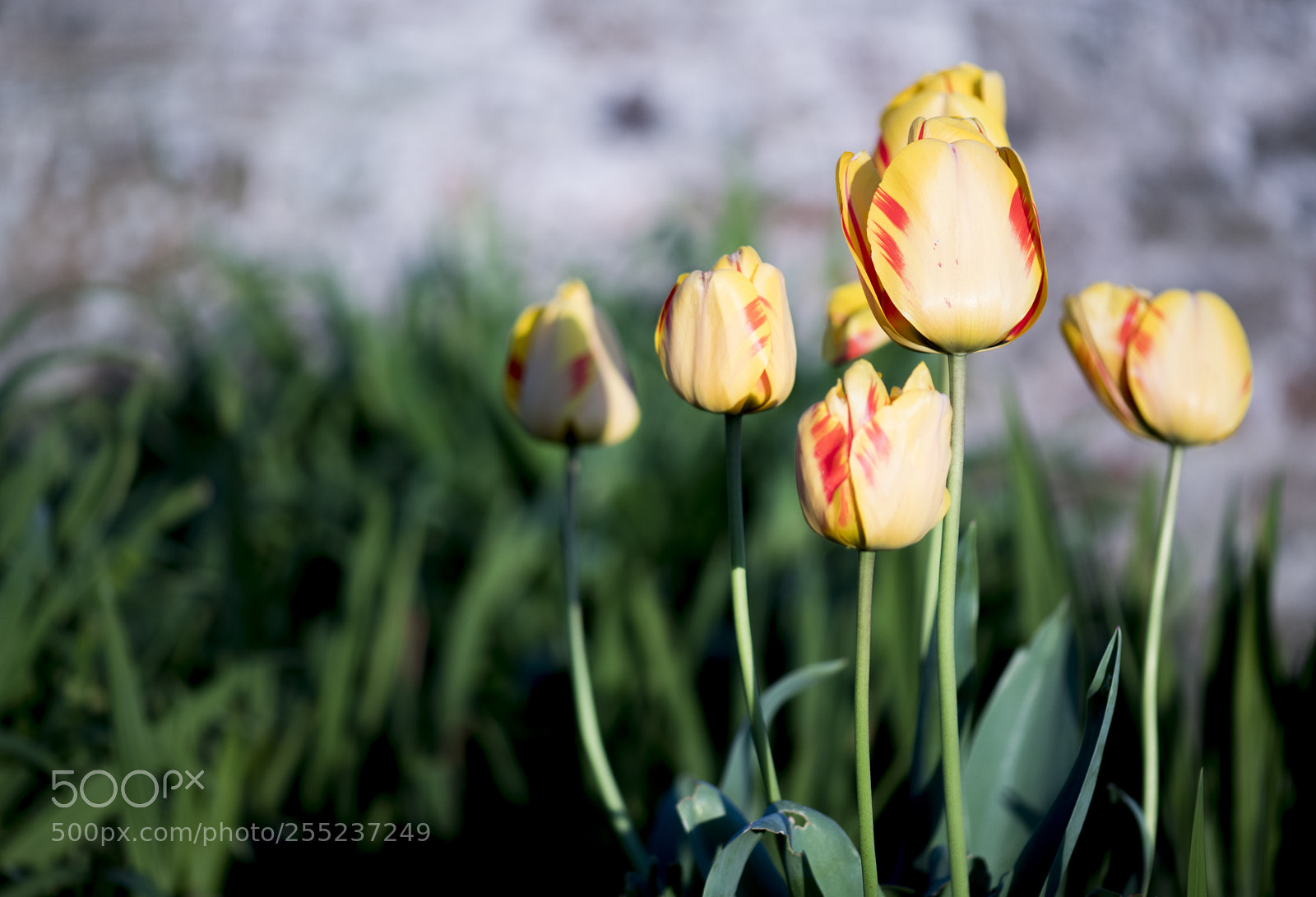 Nikon D850 sample photo. Yellow tulips photography