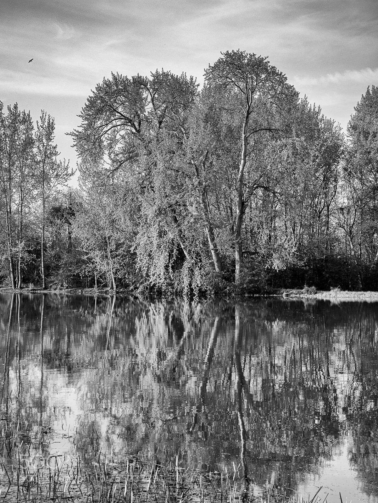 Sony Cyber-shot DSC-RX100 sample photo. Reflections photography