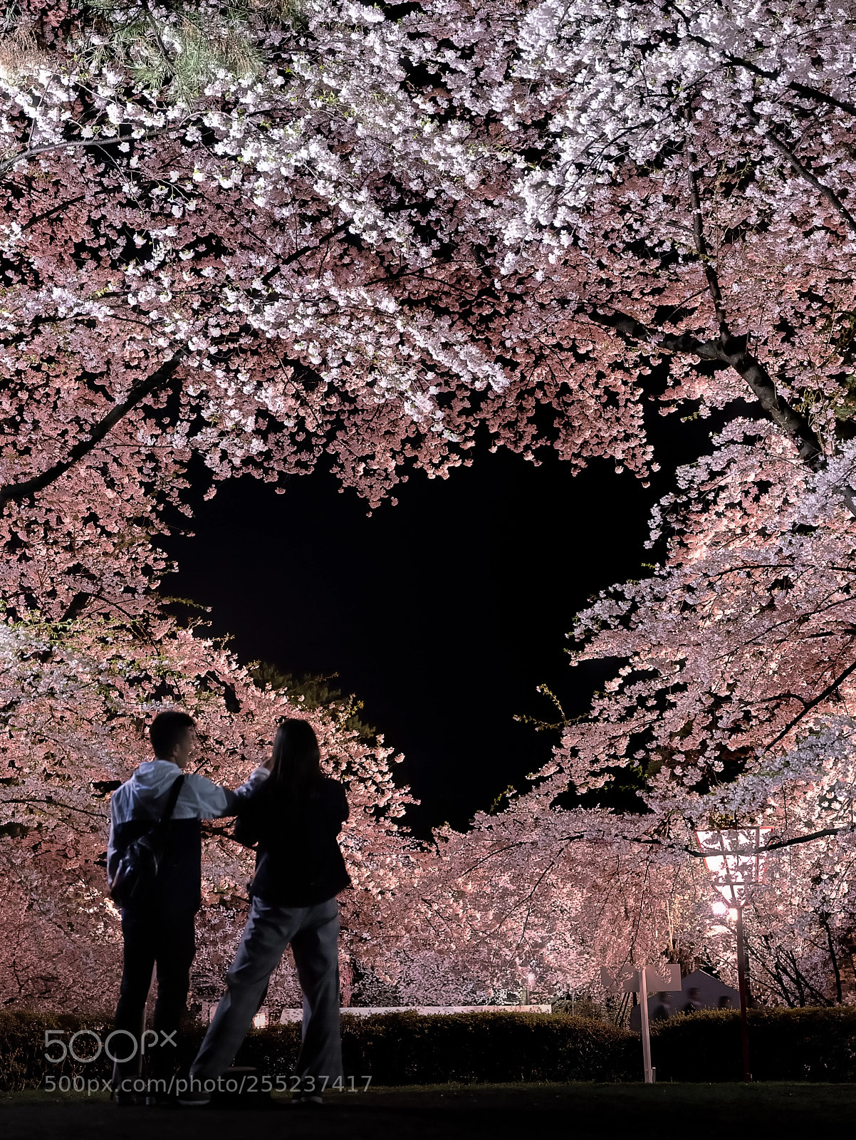 Fujifilm GFX 50S sample photo. Heart cherry blossoms photography