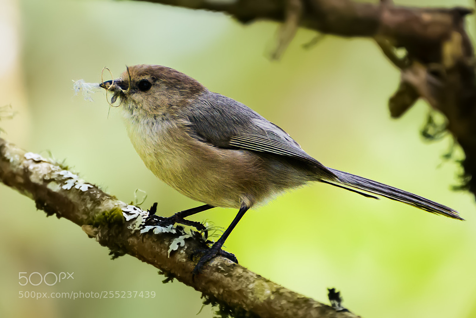 Nikon D800 sample photo. Nest builder photography
