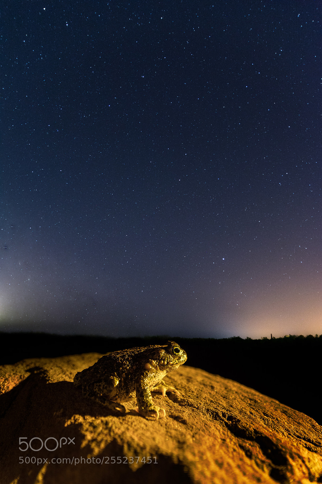 Nikon D7100 sample photo. Frog in the night photography