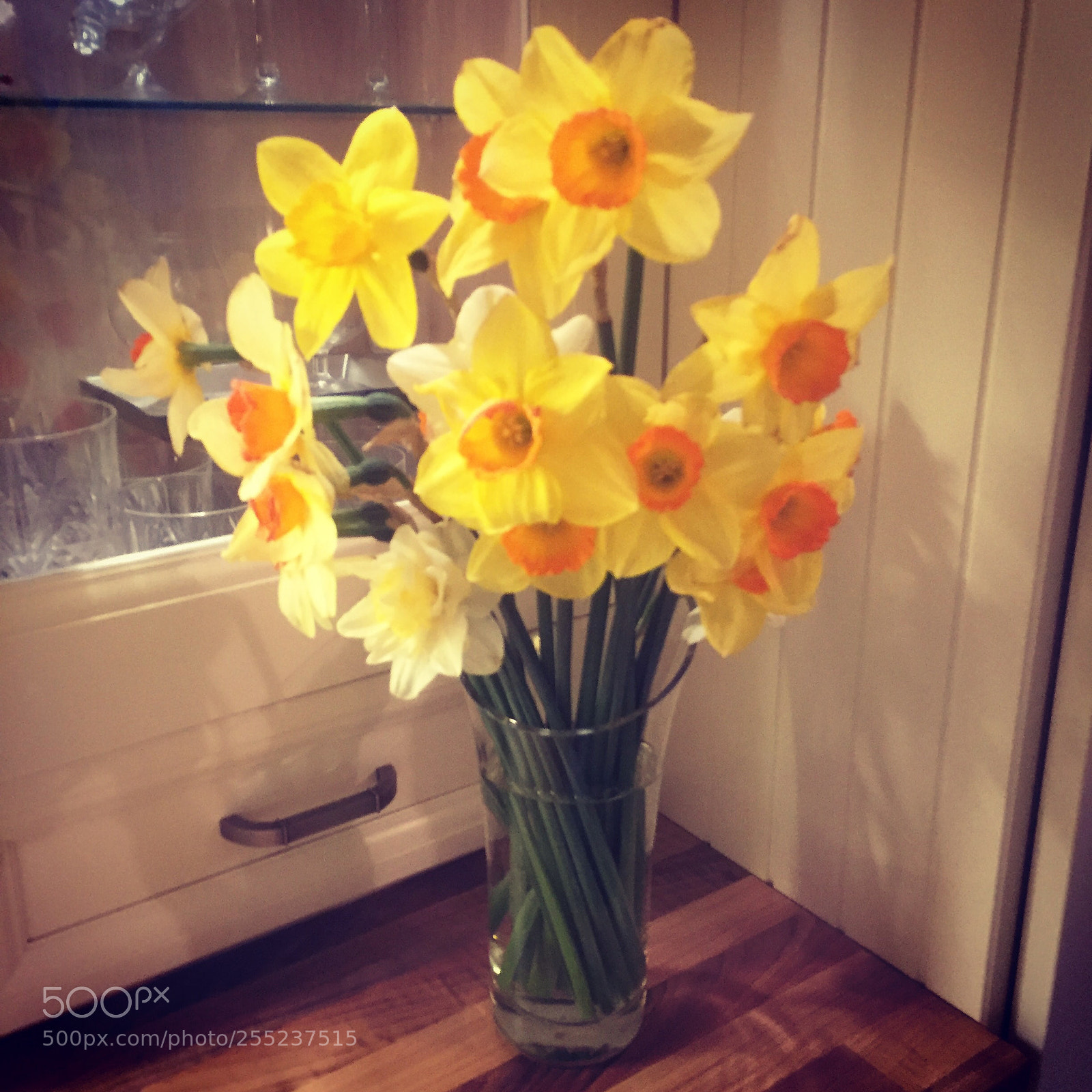 Apple iPhone 6 sample photo. Daffodil love in the photography