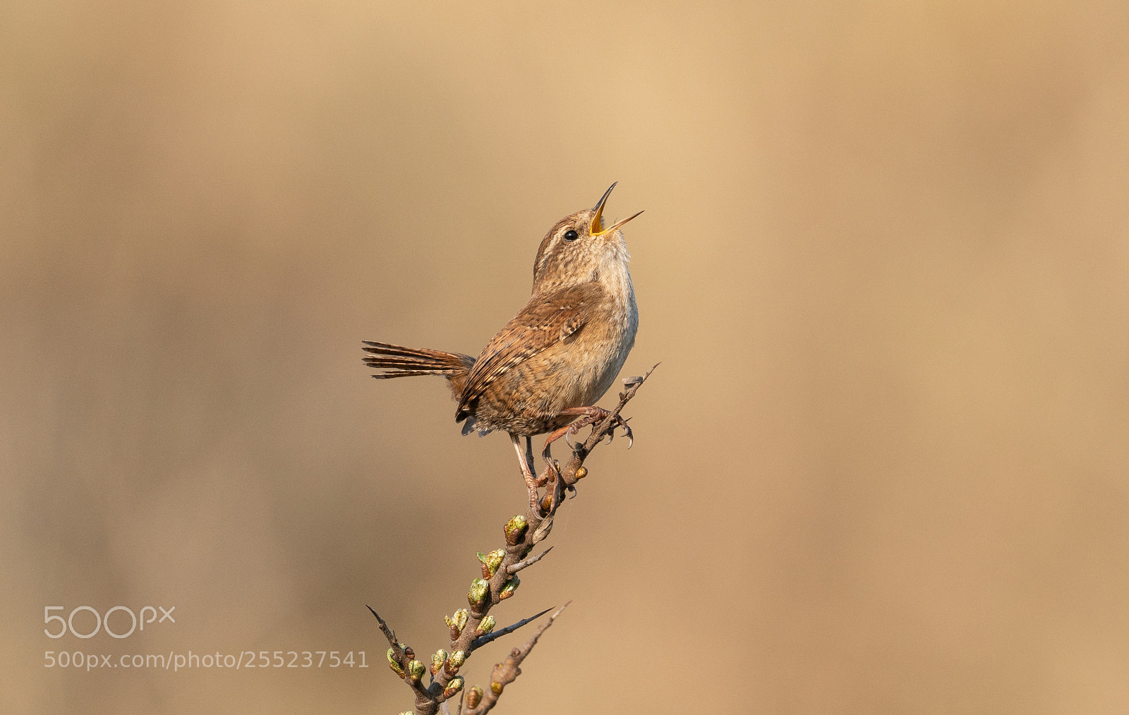 Sony a6300 sample photo. Wren, winterkoning, spring 2018 photography