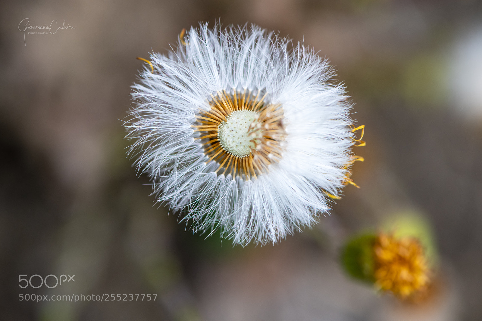 Nikon D850 sample photo. Gone with the wind photography