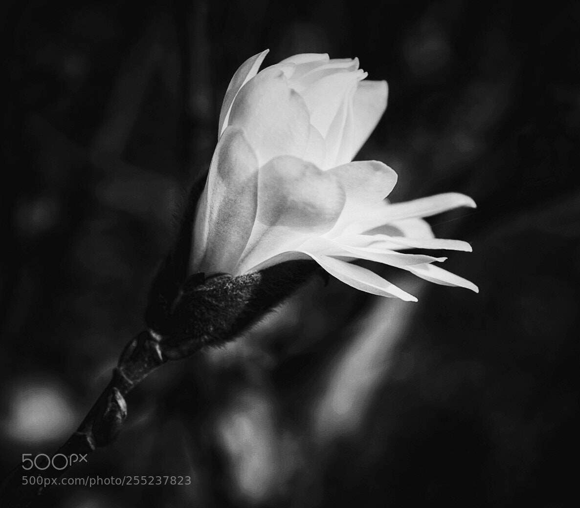 Sony a7 II sample photo. Magnolia photography
