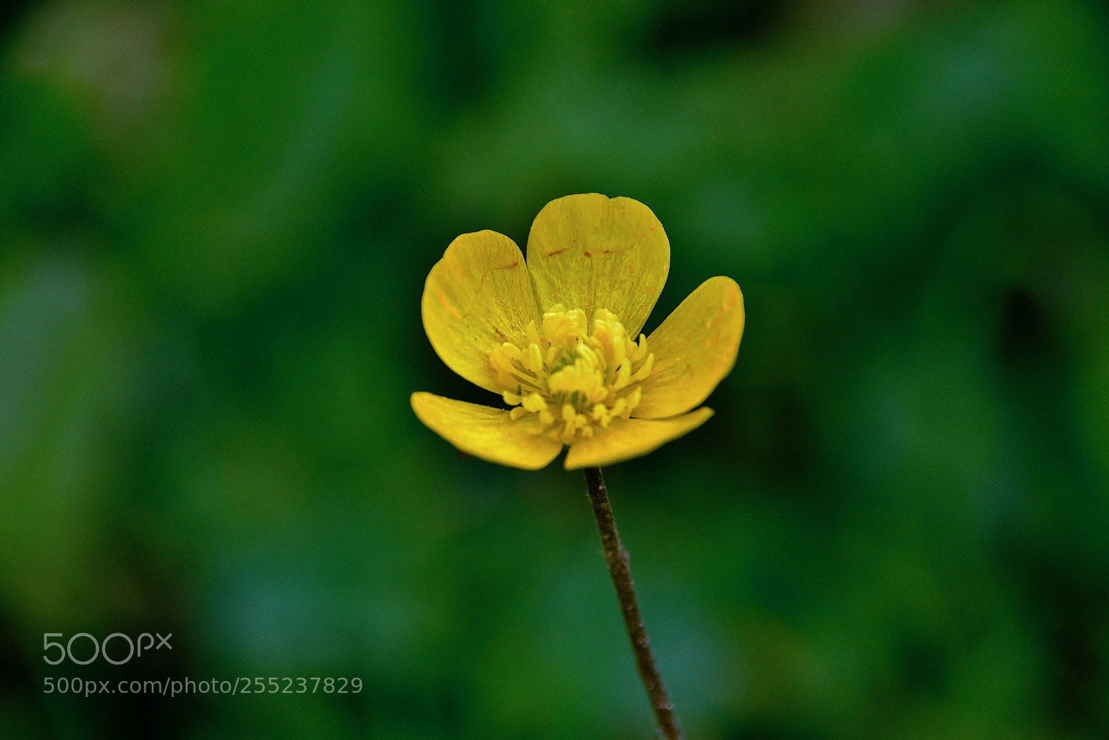 Nikon D7000 sample photo. Yellow flower photography