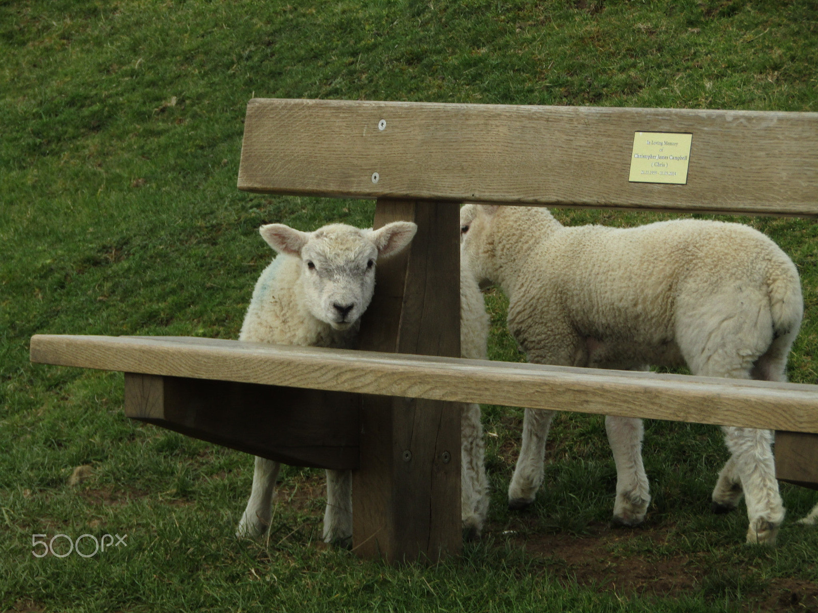 Canon POWERSHOT SX430 IS sample photo. Sheep photography