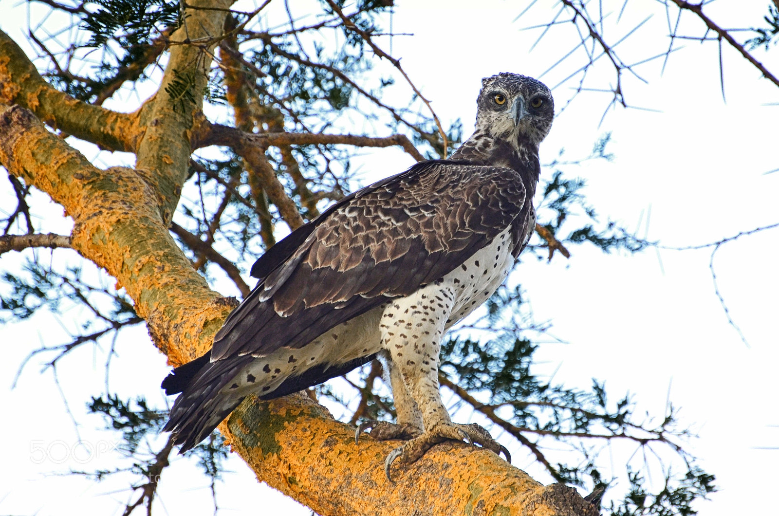 Nikon D5100 sample photo. Martial eagle photography