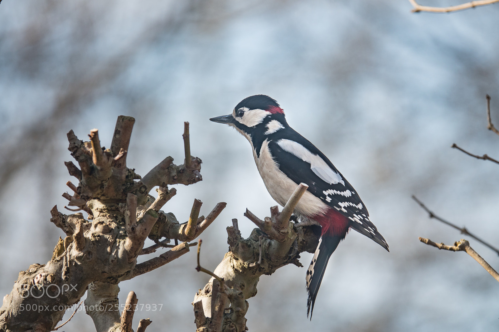 Sony Cyber-shot DSC-RX10 IV sample photo. Great spotted woodpecker, spring 2018 photography