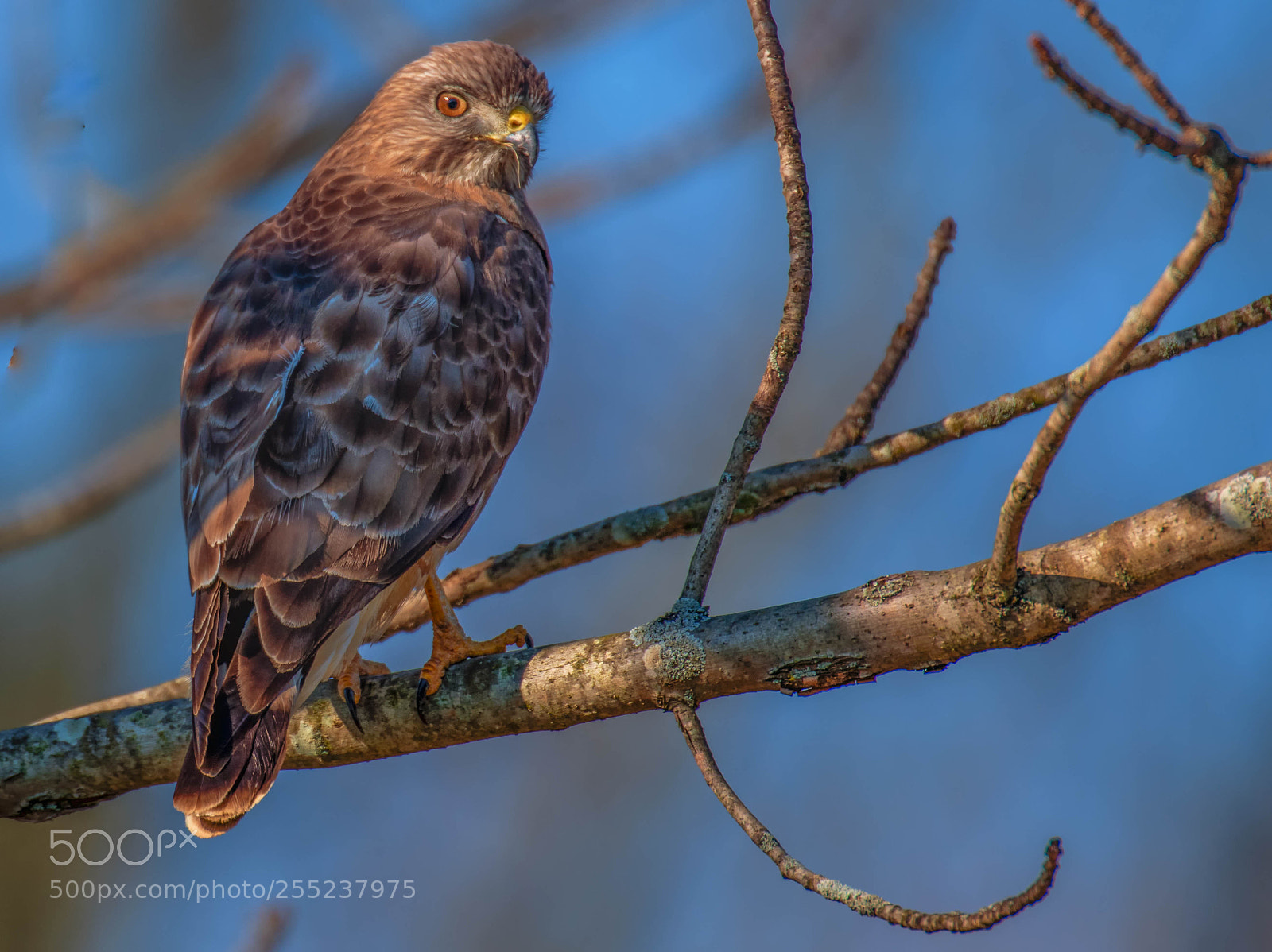 Nikon D850 sample photo. Colorful hawk in park! photography