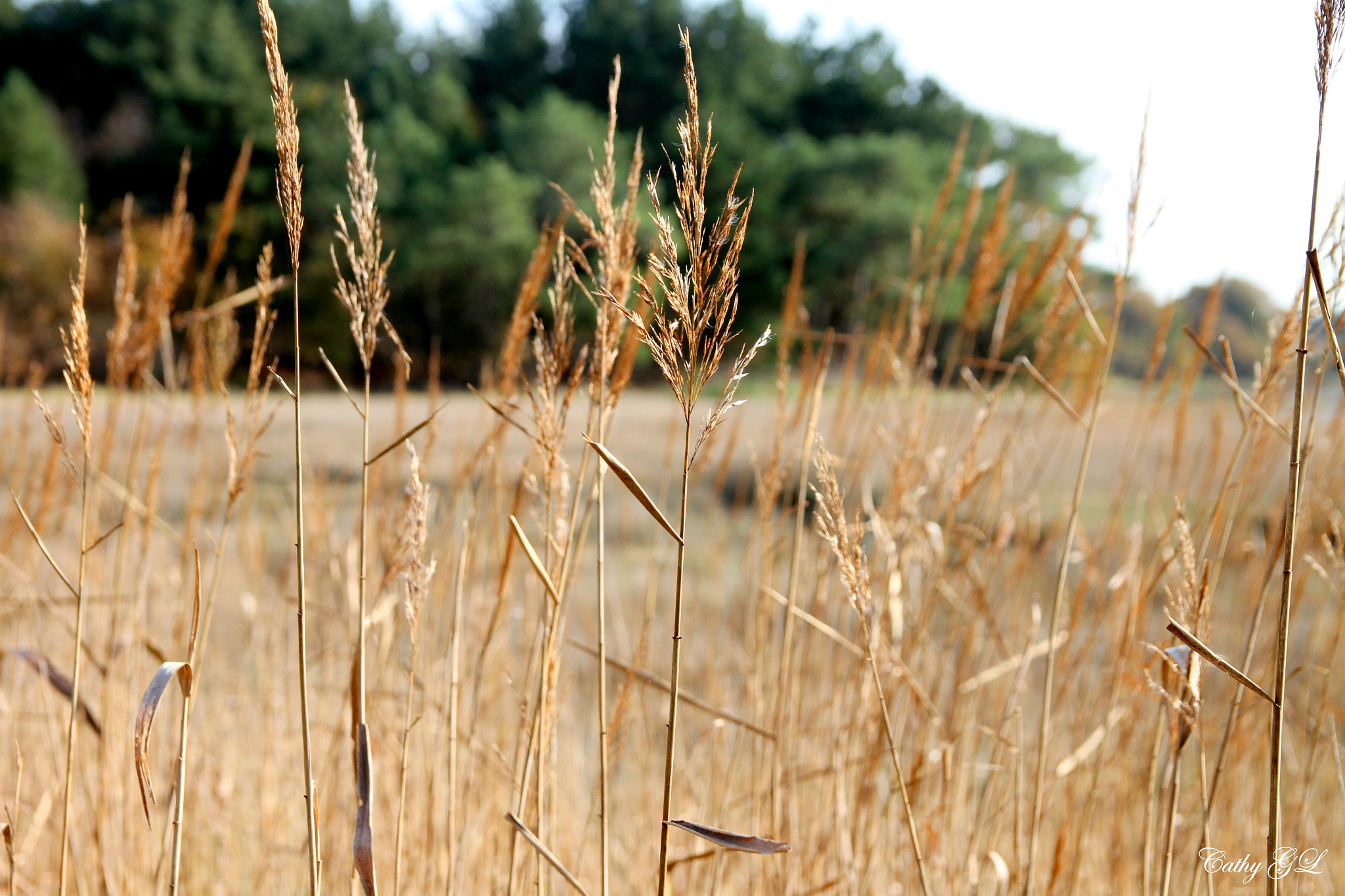 Canon EOS 7D + Sigma 18-50mm f/2.8 Macro sample photo. Bénodet photography