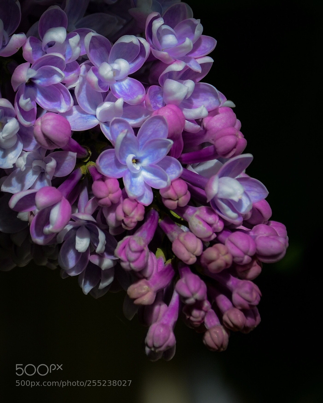 Nikon D7000 sample photo. Lilac flower  photography