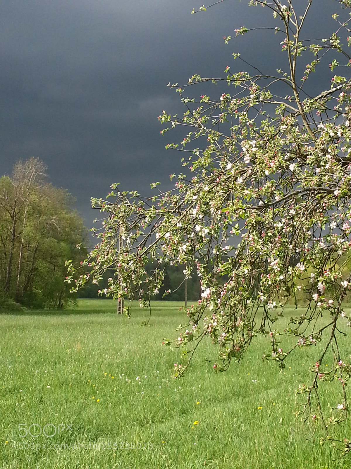 Samsung Galaxy S3 sample photo. Apfelbl te im fr photography