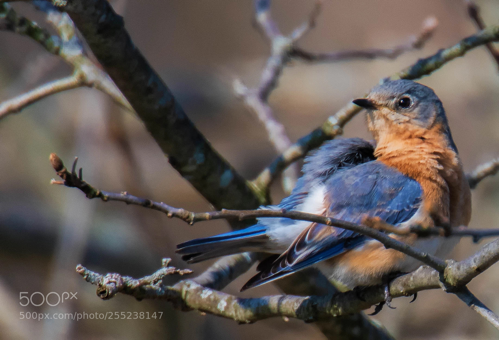Nikon D850 sample photo. Blue bird reclining! photography