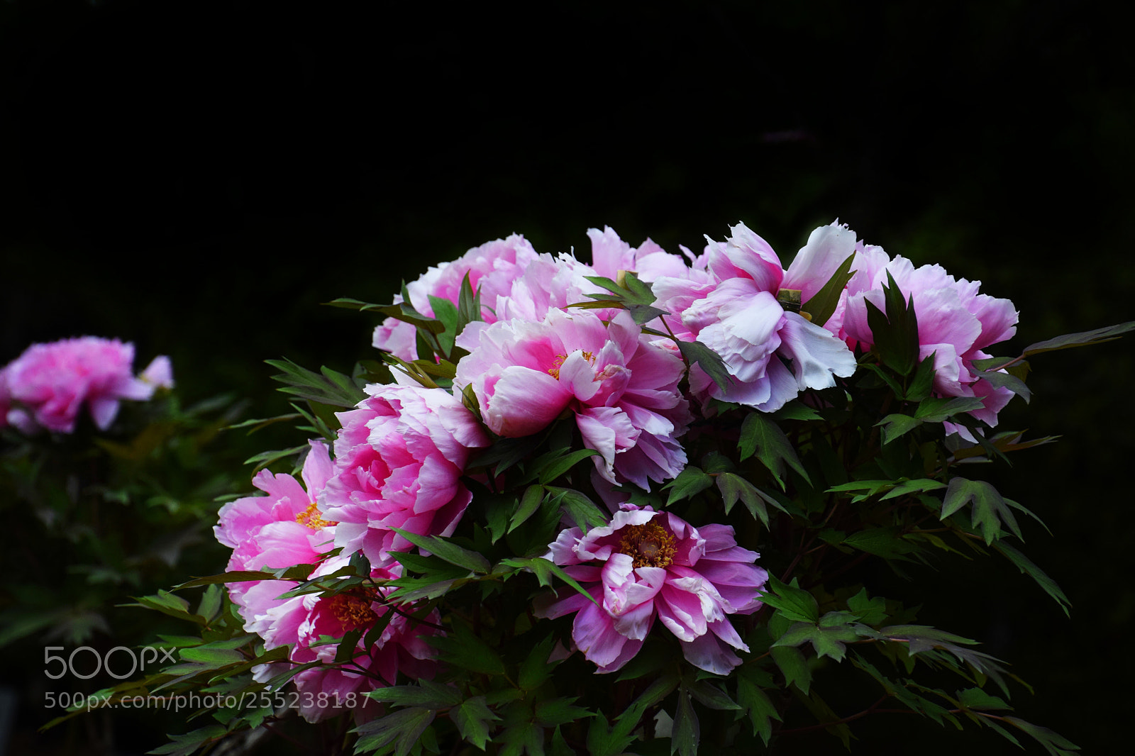 Nikon D3300 sample photo. Peony (6) photography