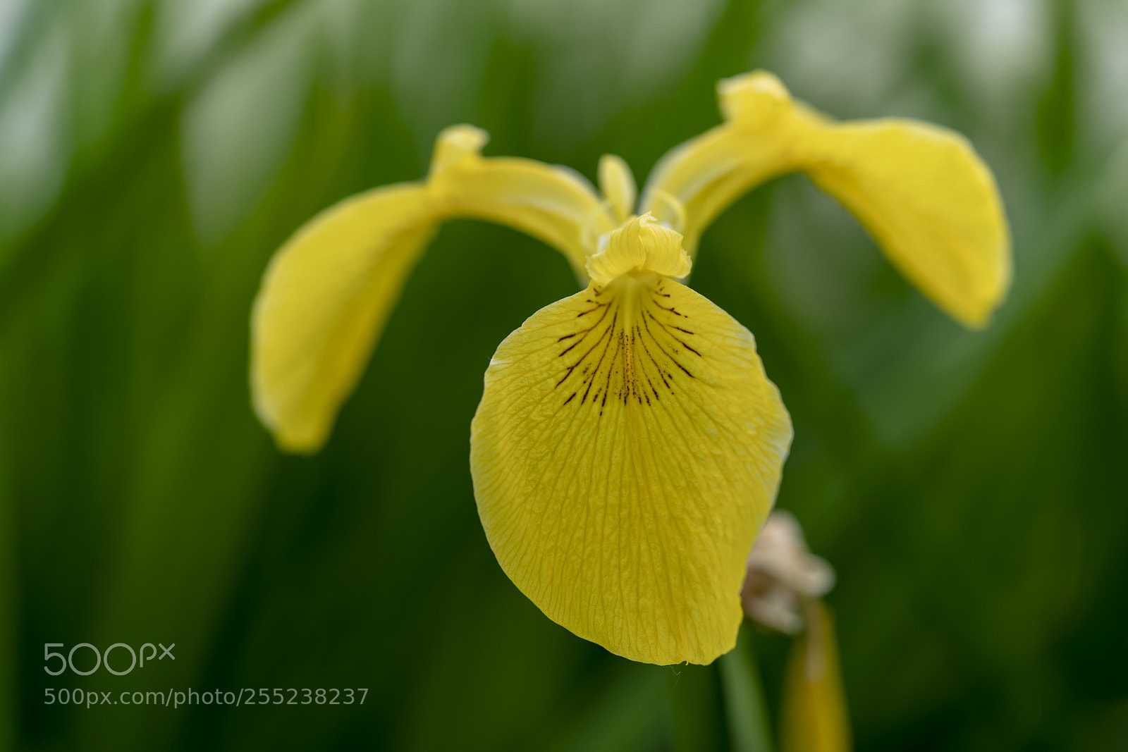 Sony a7R III sample photo. Dsc photography