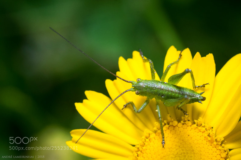 Nikon D5300 sample photo. Grilo | cricket photography