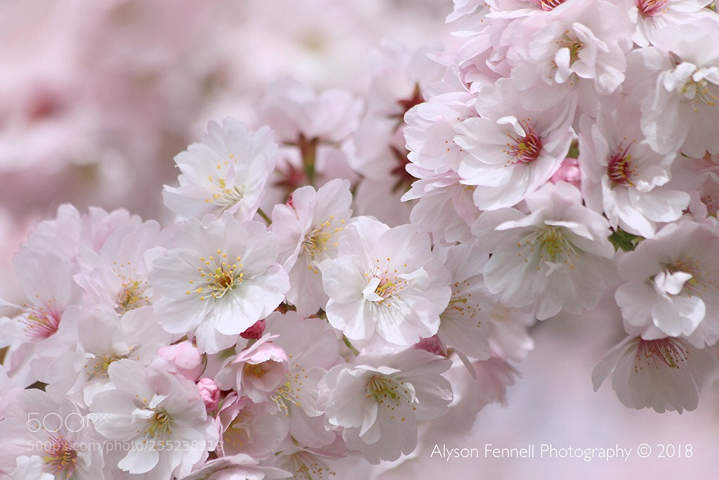 Canon EOS 7D Mark II sample photo. Spring blossoms  photography