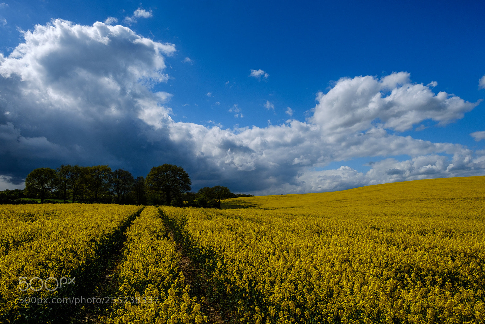 Fujifilm X-T2 sample photo. Blue and yellow make photography