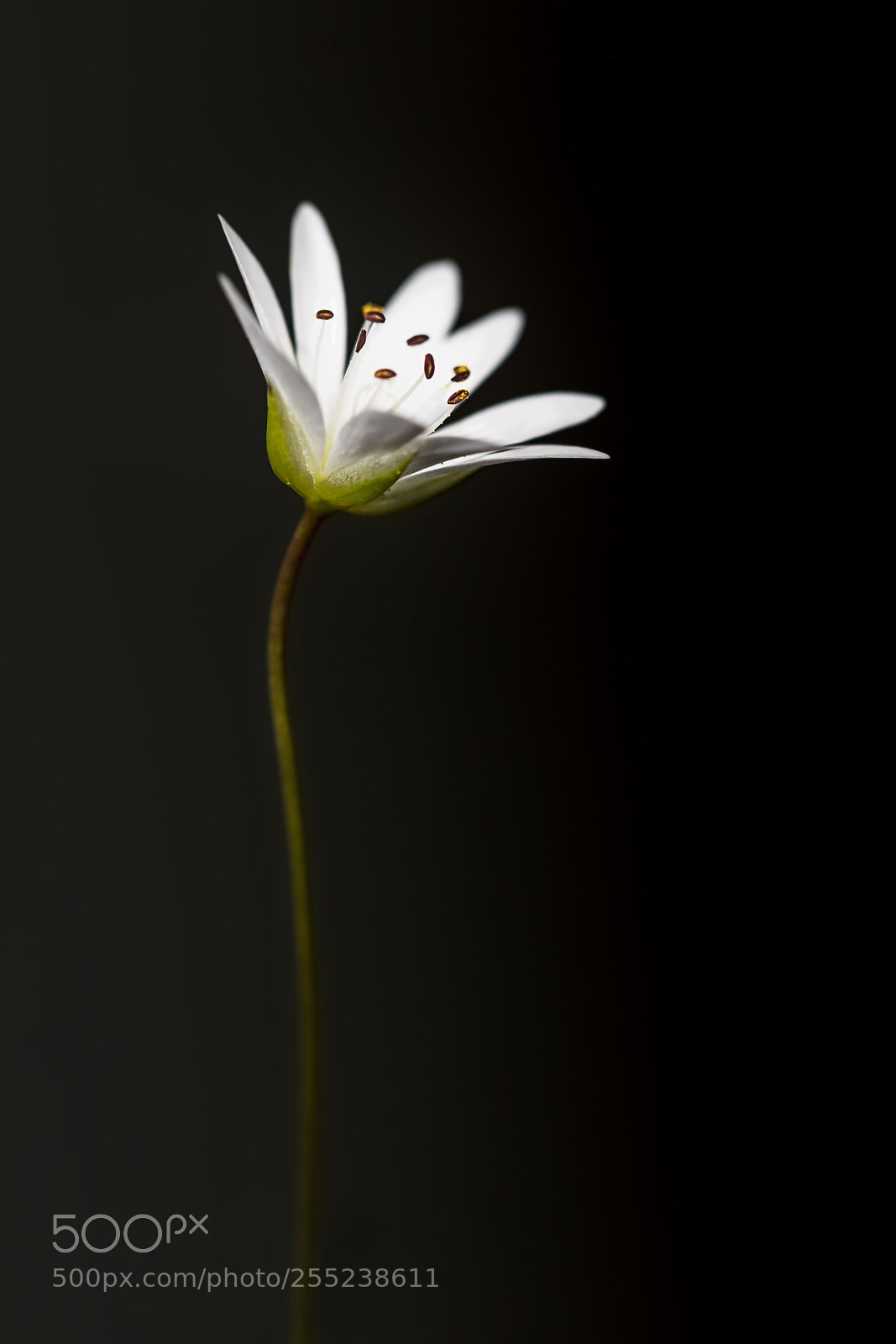 Canon EOS 5DS R sample photo. Arctic starflower photography