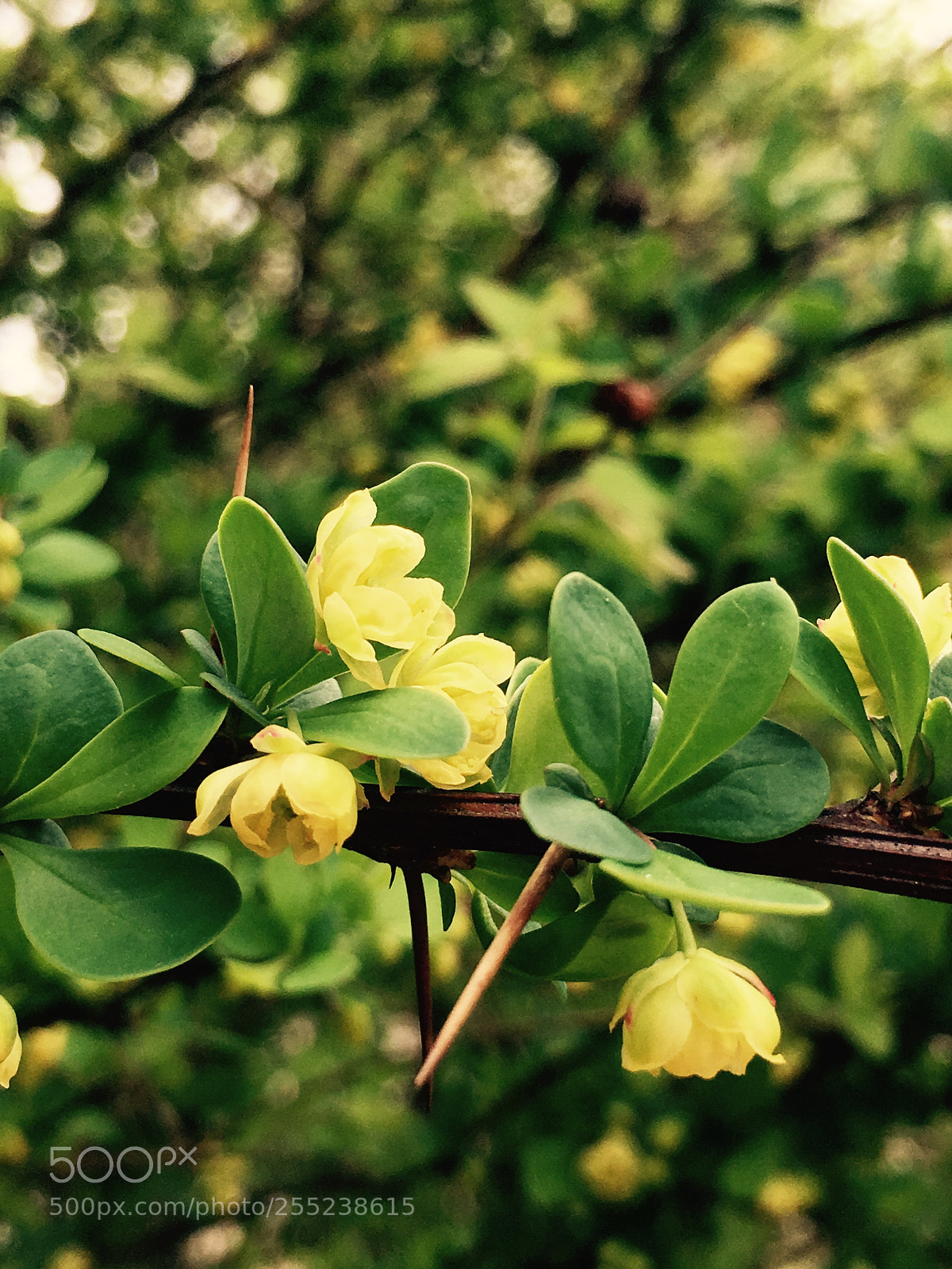 Apple iPhone 6s sample photo. Green love photography