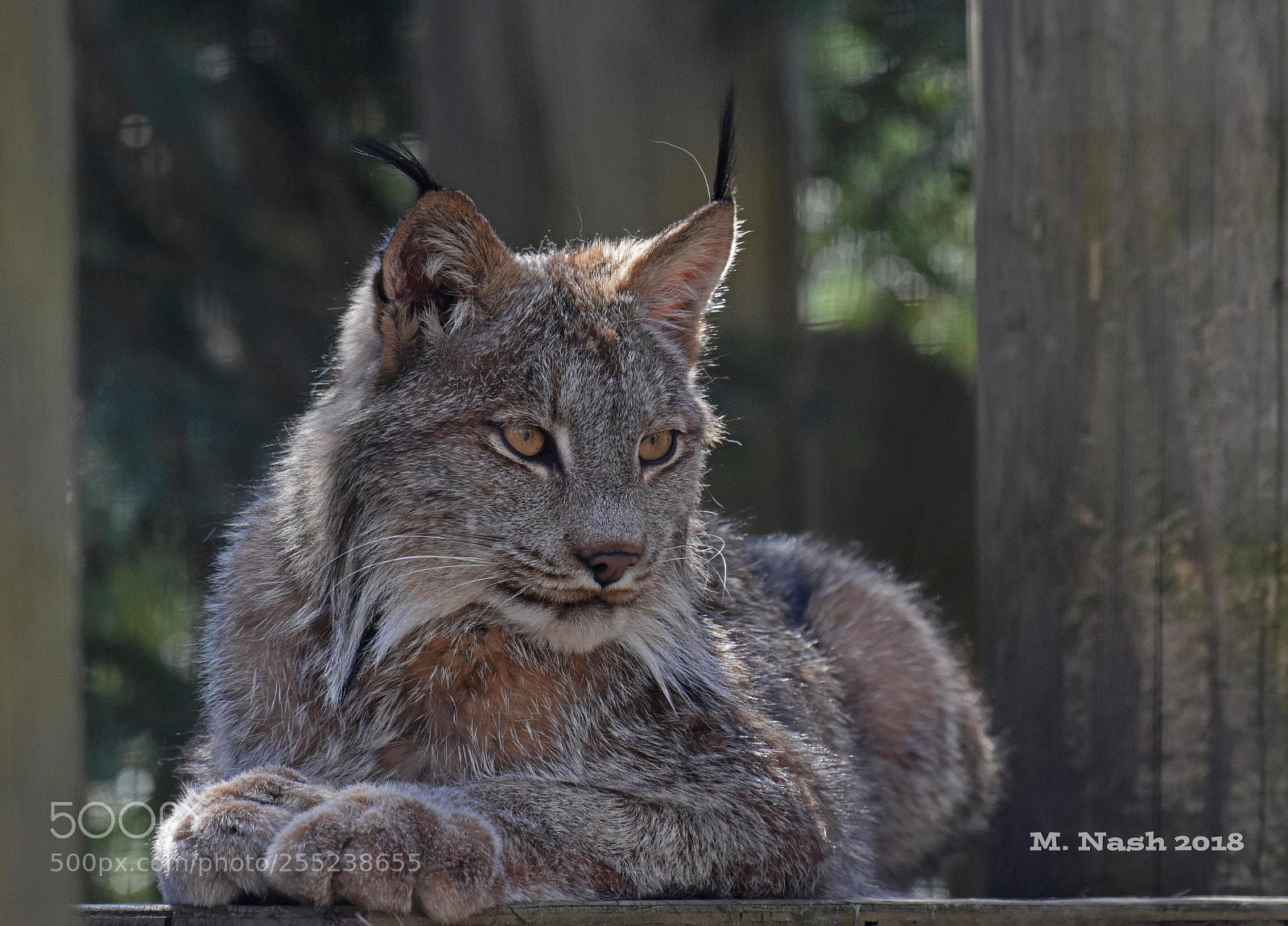 Nikon D7200 sample photo. Lynx photography