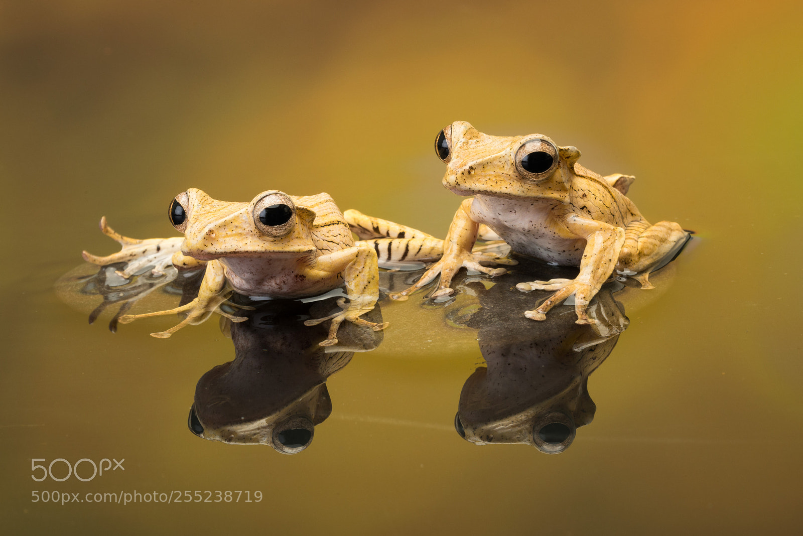 Nikon D800 sample photo. Borneo eared frogs photography