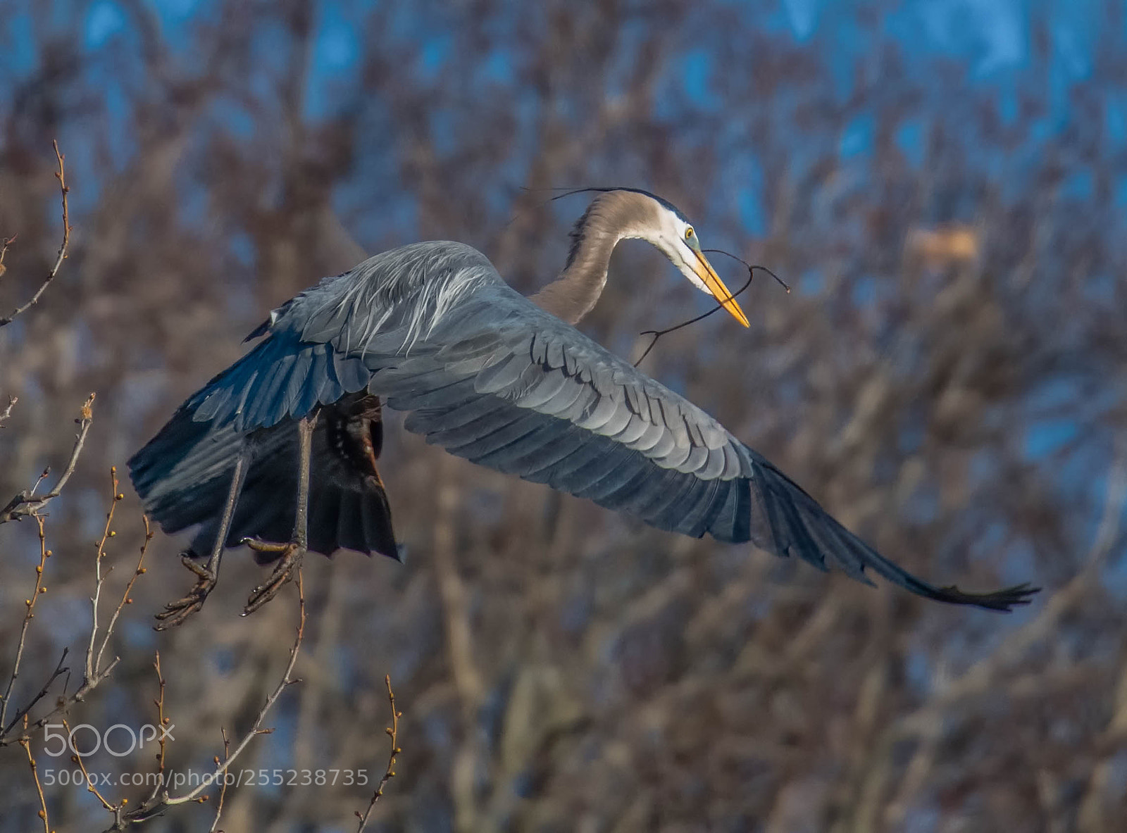 Nikon D850 sample photo. Blue heron still building! photography