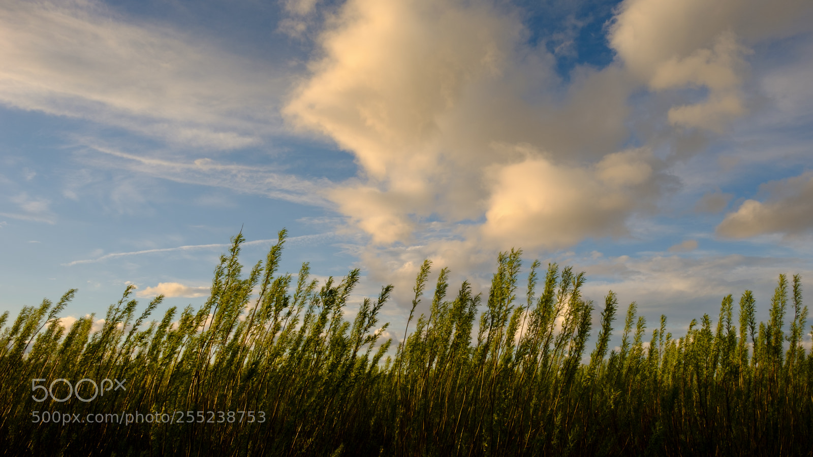Fujifilm X-H1 sample photo. Sunset breeze photography