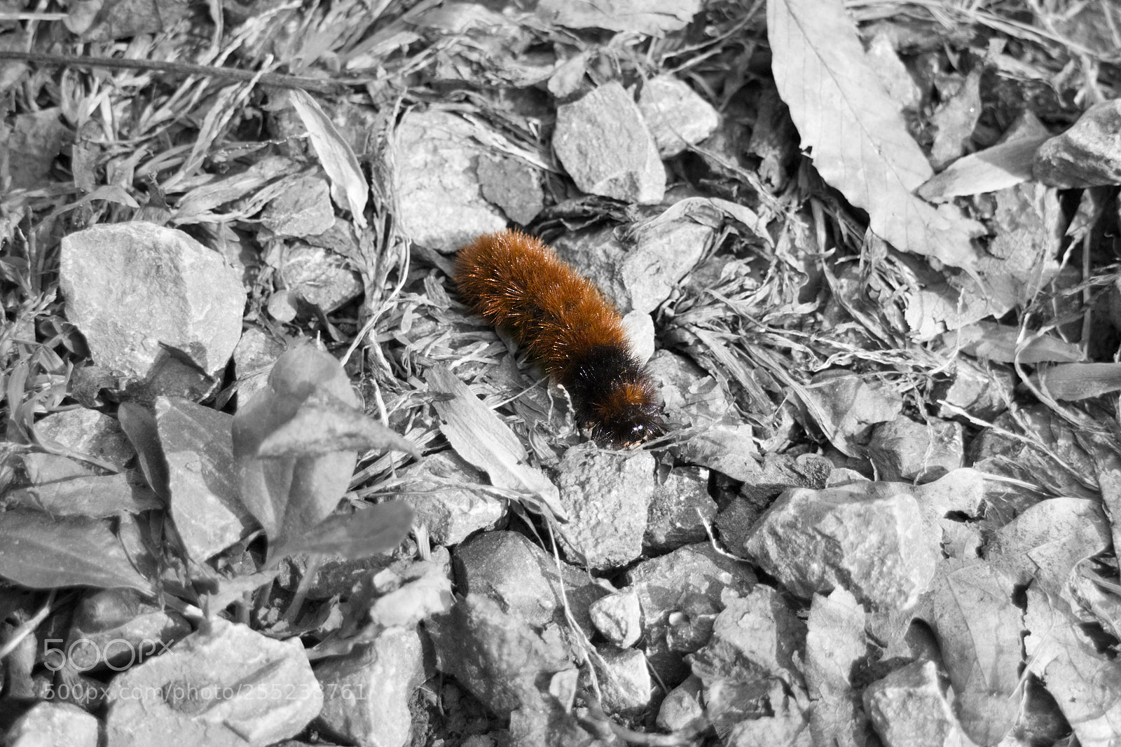 Canon EOS M sample photo. The woolybear worm catches photography