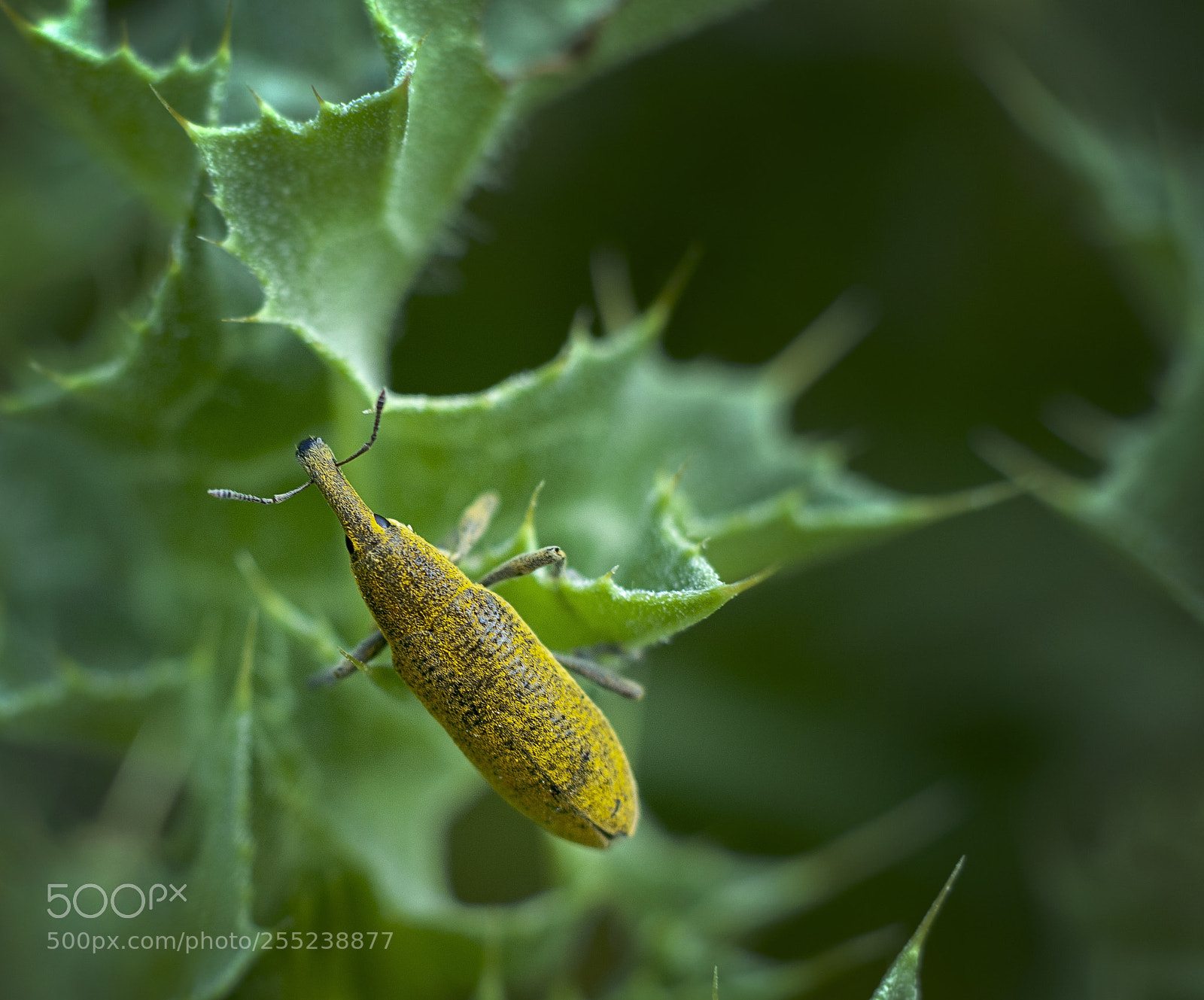 Nikon D300 sample photo. Lixus angustatus. photography