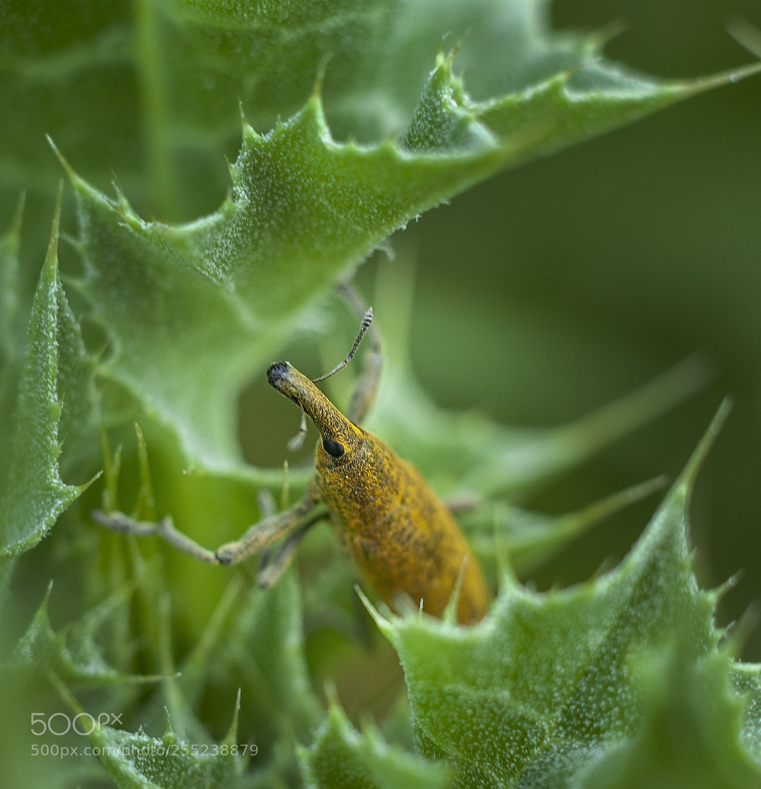 Nikon D300 sample photo. Lixus angustatus. photography