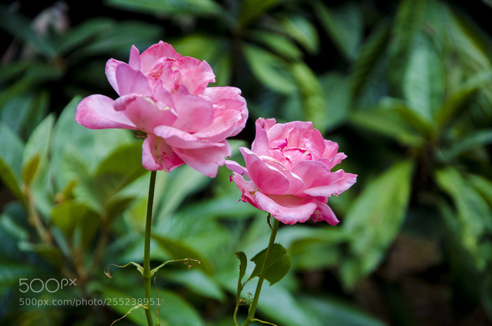 Nikon D7000 sample photo. 1.jpg photography
