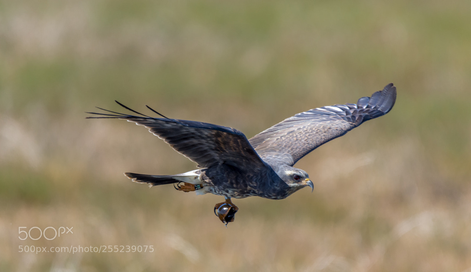 Nikon D7200 sample photo. Snail kite milan des photography