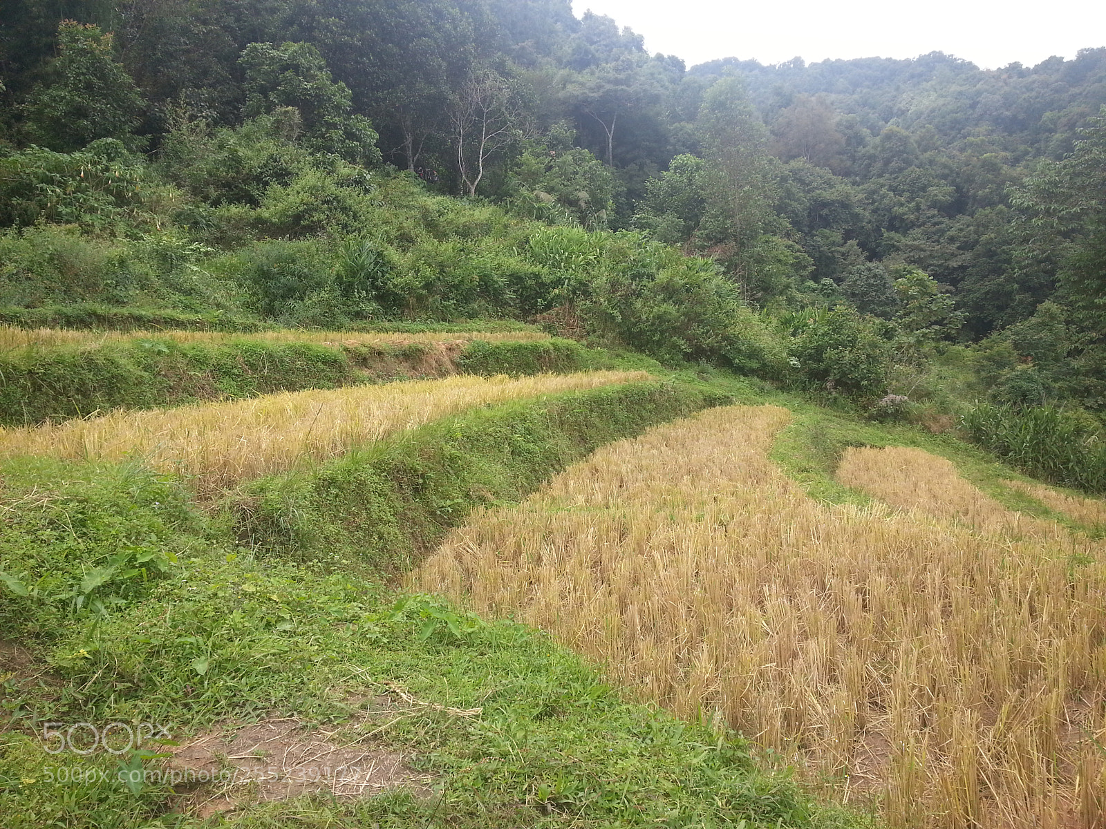 Samsung Galaxy S3 sample photo. Along the rice plantations photography