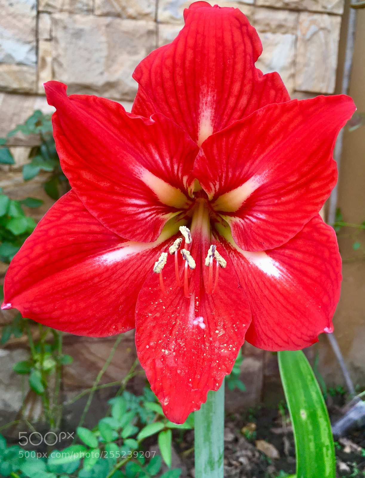Apple iPhone 6s sample photo. Untitled photography