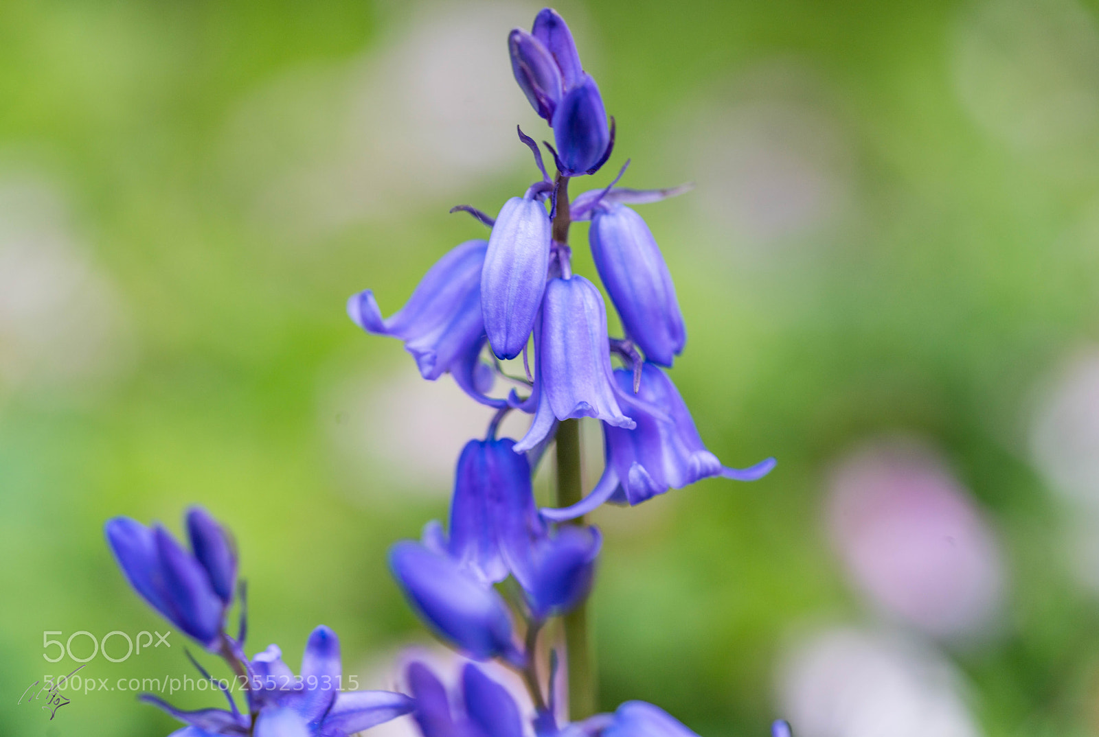 Sony a7R II sample photo. Blue bells april photography
