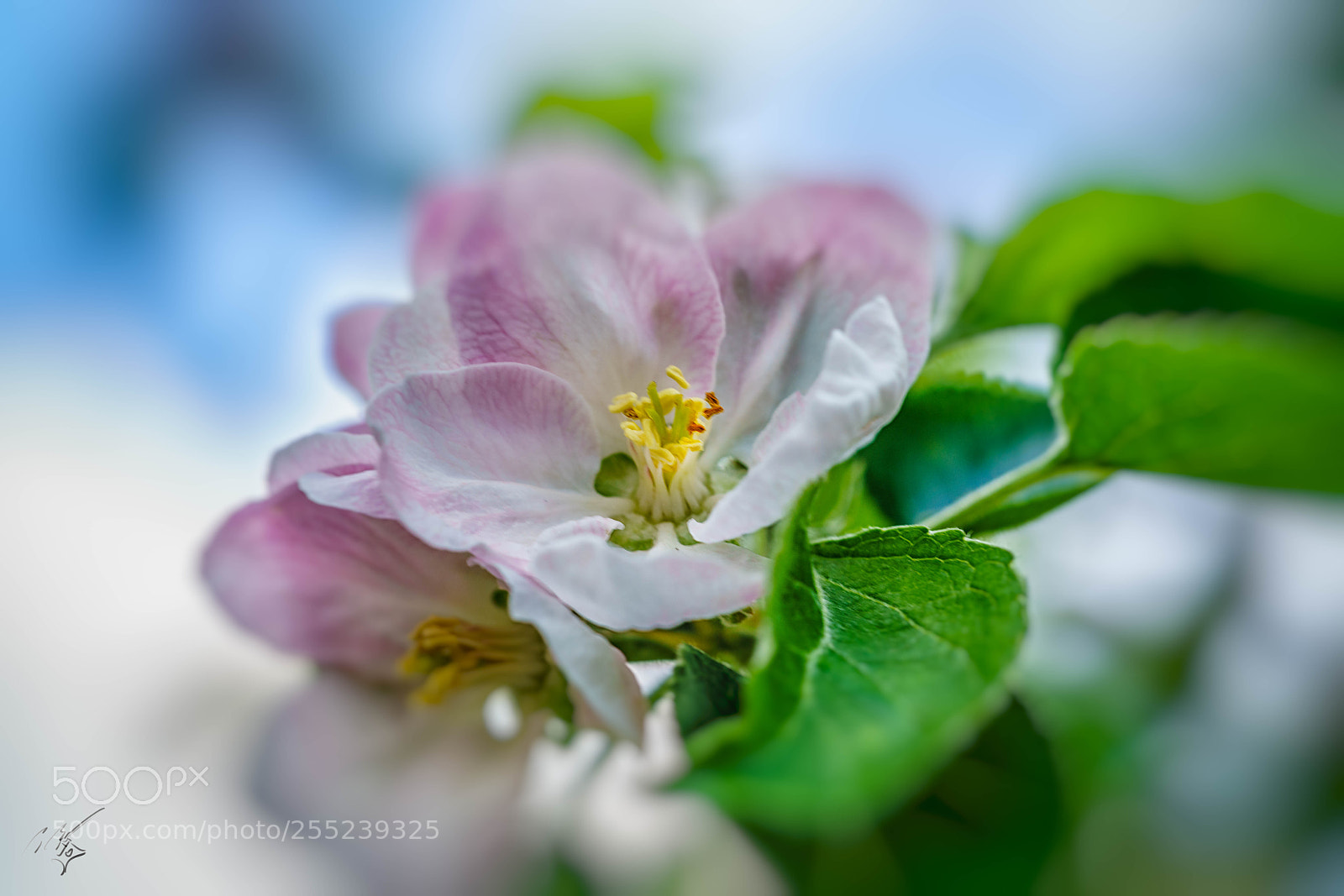 Sony a7R II sample photo. Fairy magnolia april photography