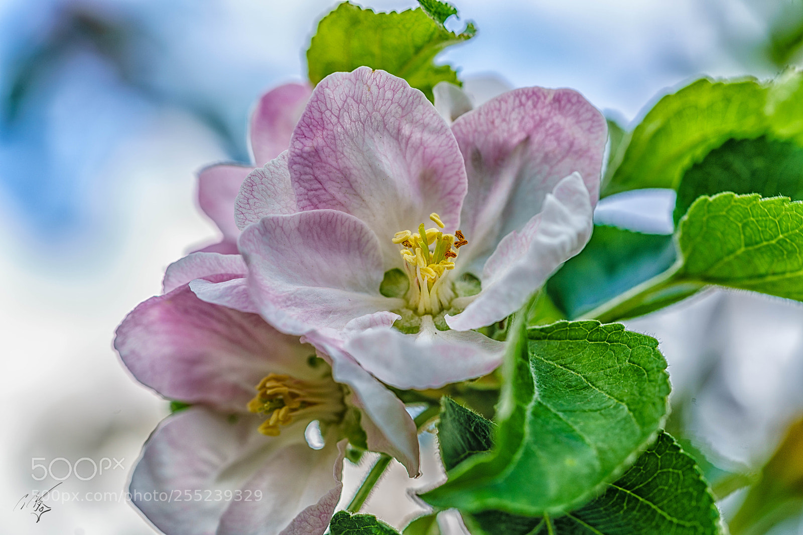 Sony a7R II sample photo. Fairy magnolia april photography