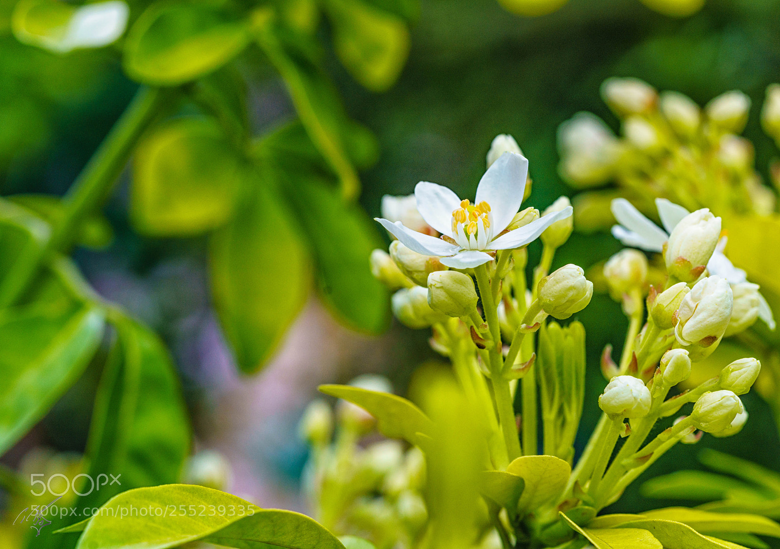 Sony a7R II sample photo. White blossom april photography