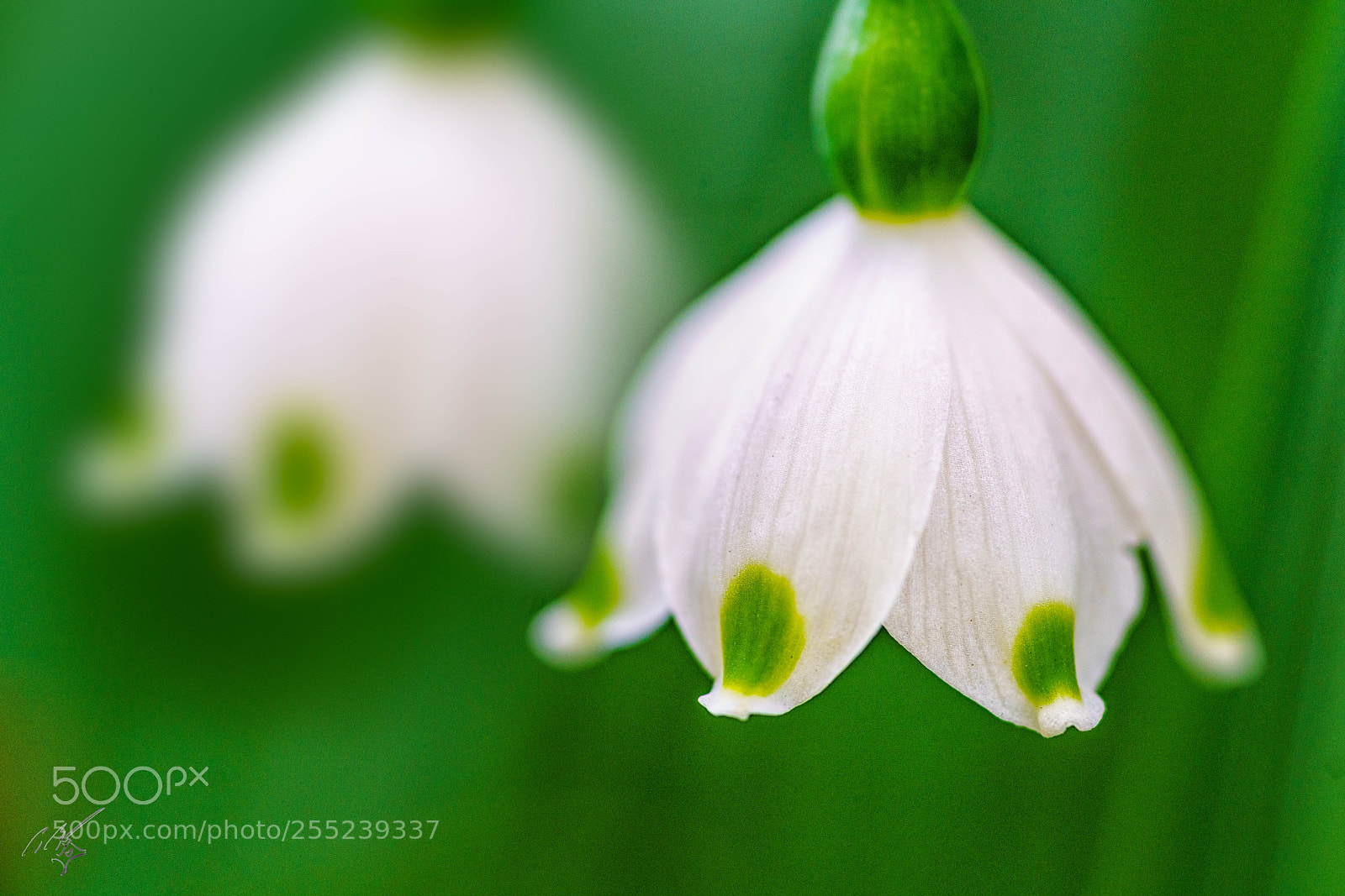 Sony a7R II sample photo. Snow drop april photography