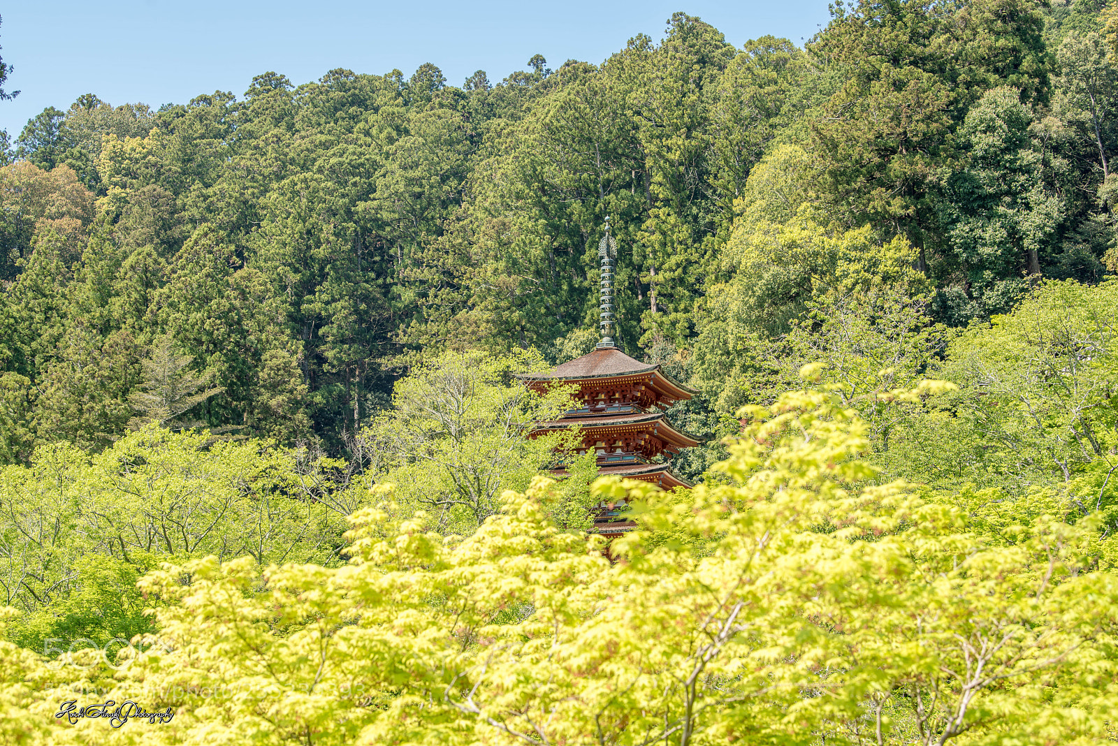 Nikon D810 sample photo. In fresh green photography
