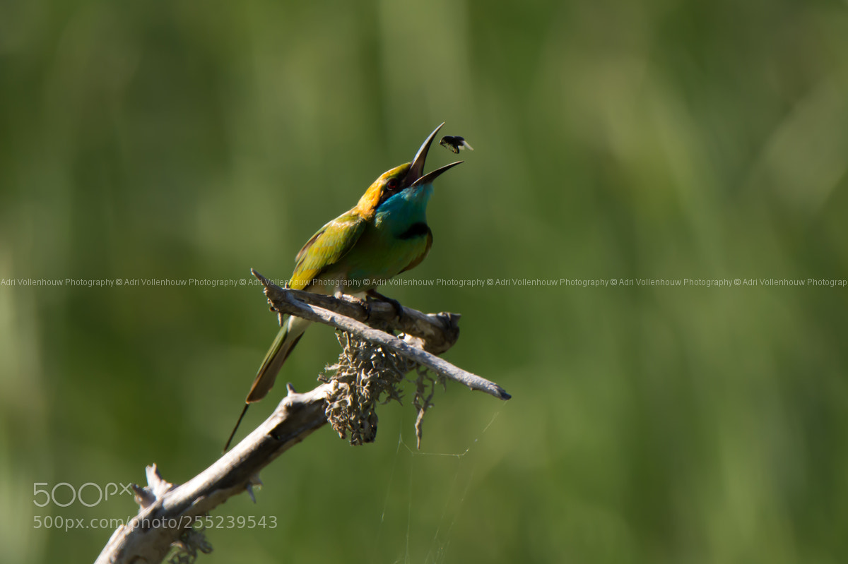 Nikon D7100 sample photo. Bee eater photography