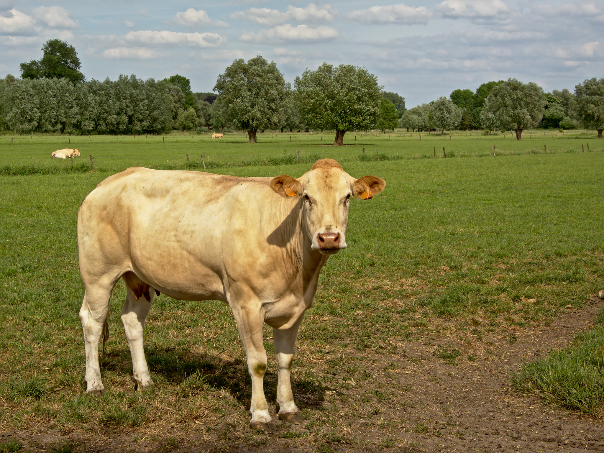 Nikon D5200 sample photo. White cow in a meadow photography