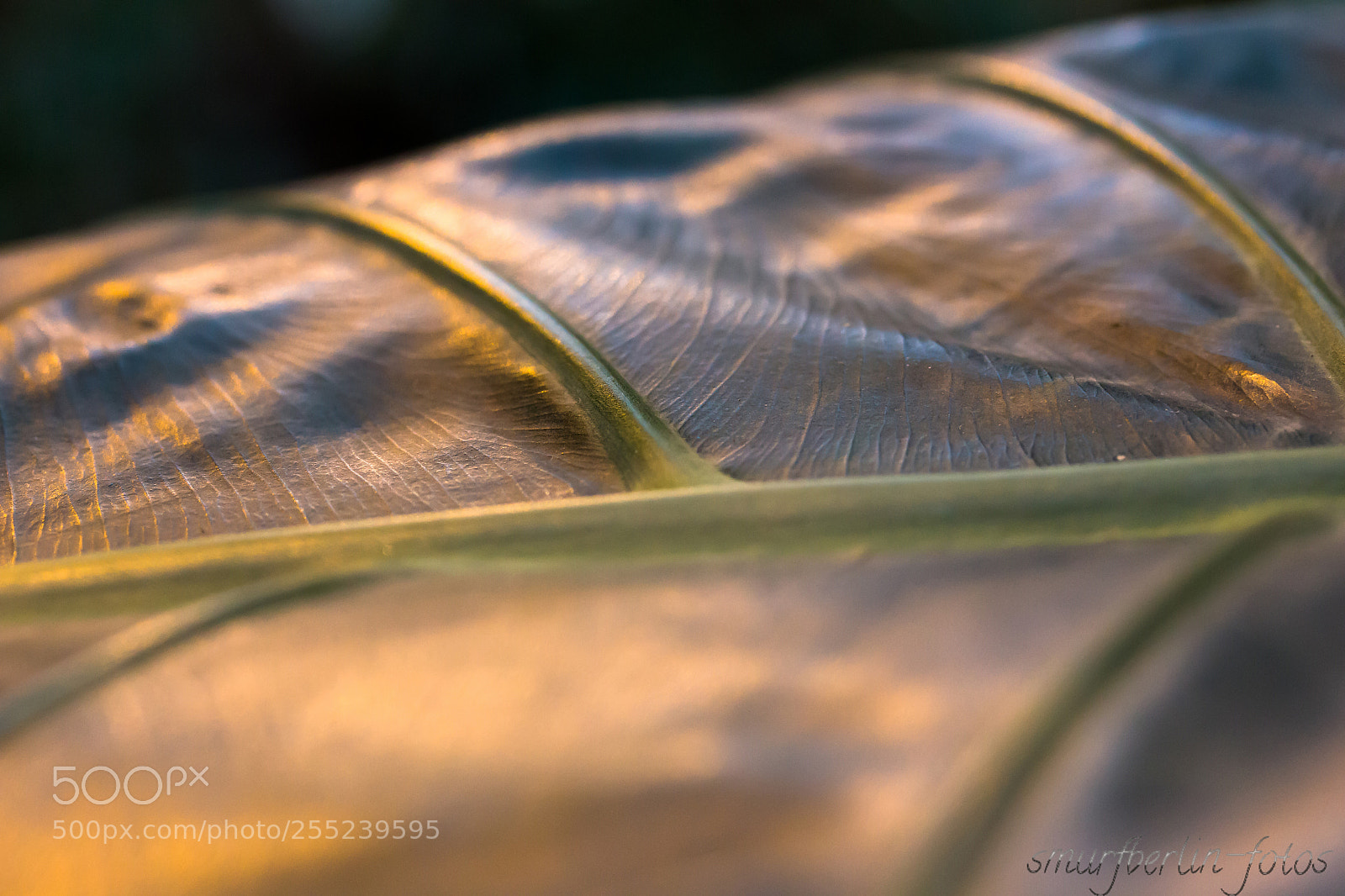 Canon EOS 700D (EOS Rebel T5i / EOS Kiss X7i) sample photo. Botgarten blatt photography