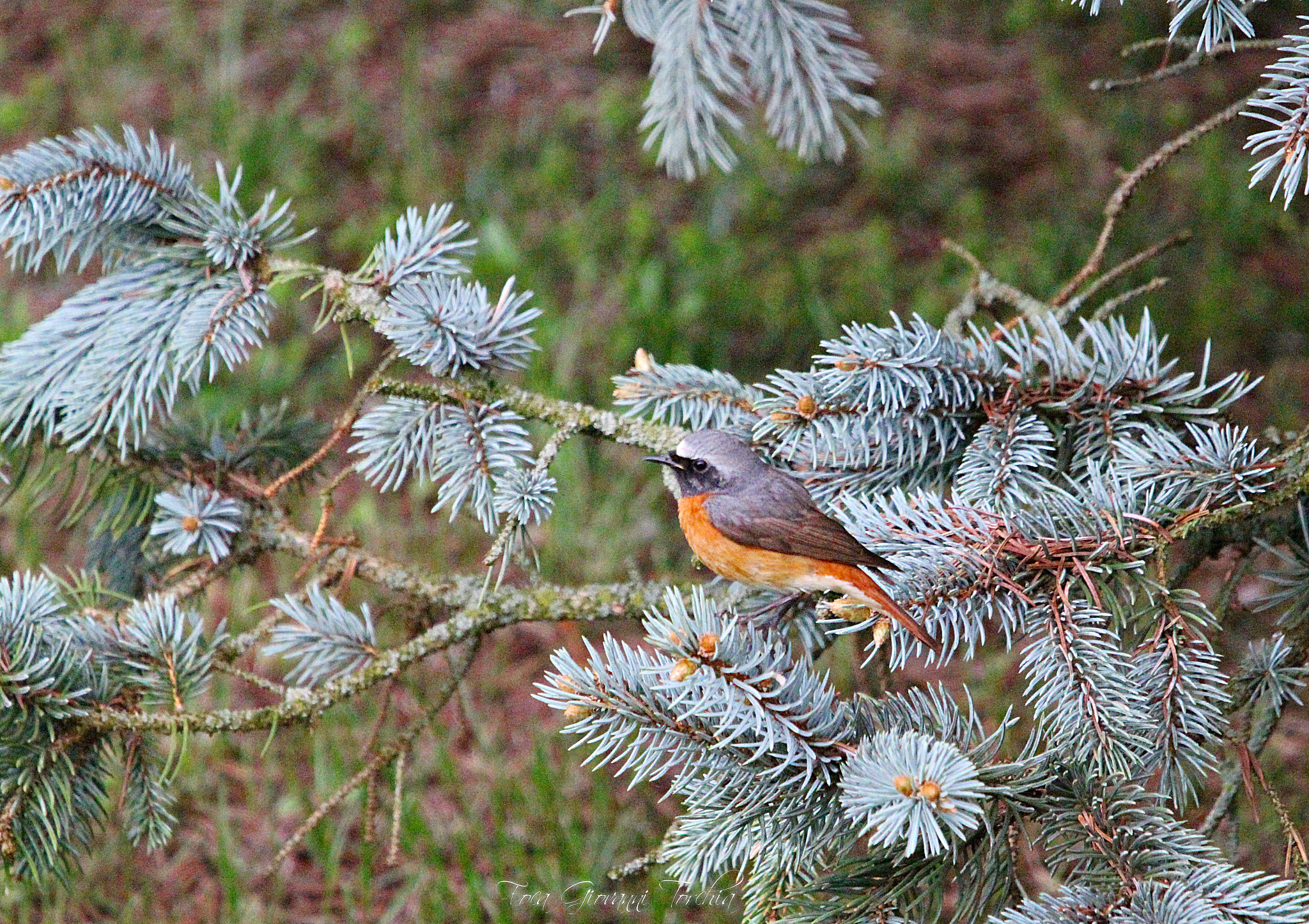 Sigma 150-600mm F5-6.3 DG OS HSM | C sample photo. Phoenicurus phoenicurus ( male ) photography